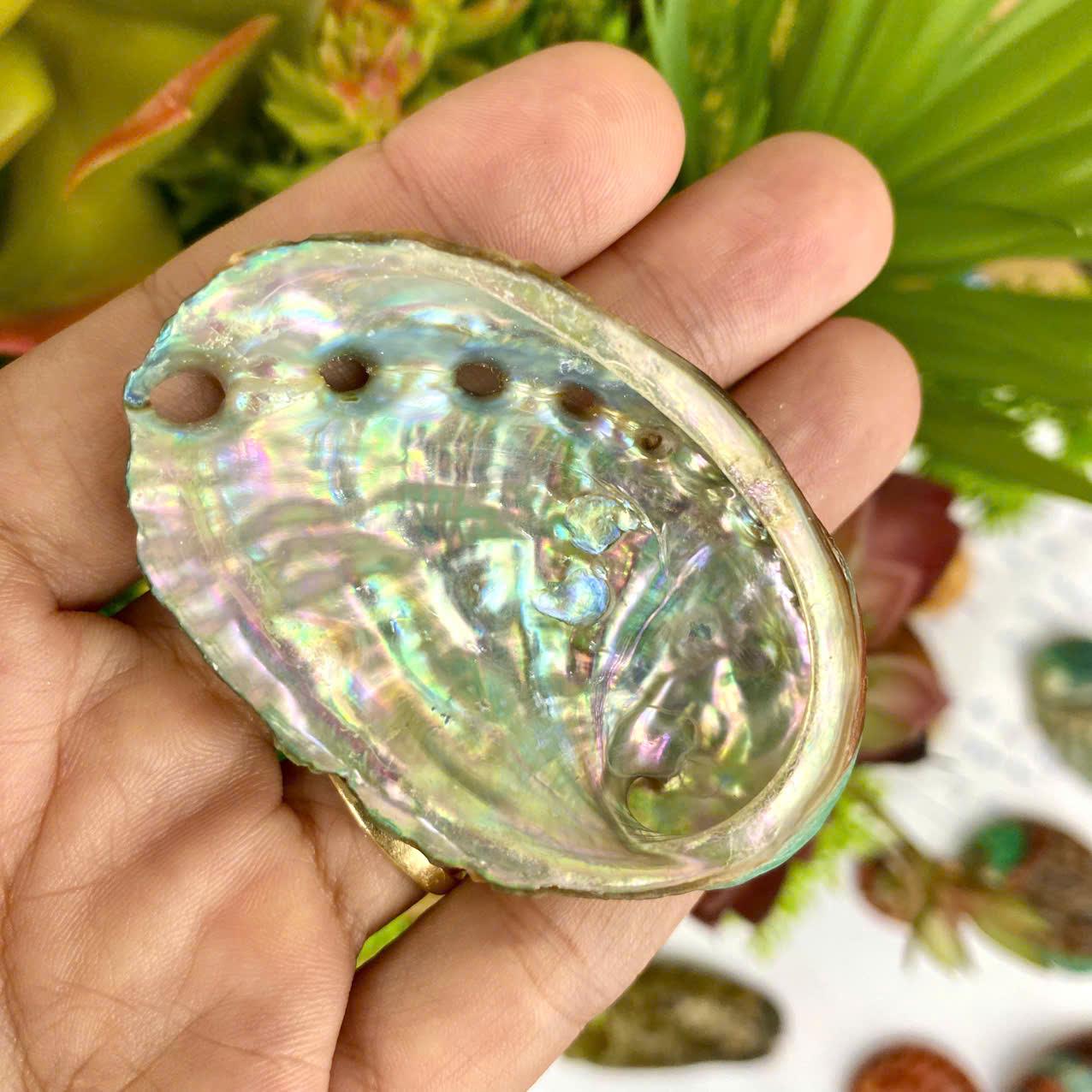 Raibow Shell 2 Rainbow Abalone Shells (60mm): Coastal Wedding Decor - Etsy