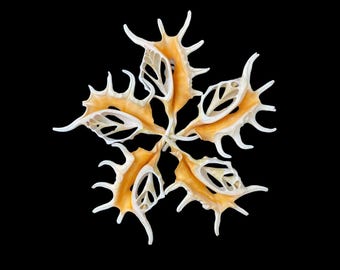 May include: A cluster of six seashells arranged in a star shape. The shells are a light orange color with intricate white patterns.