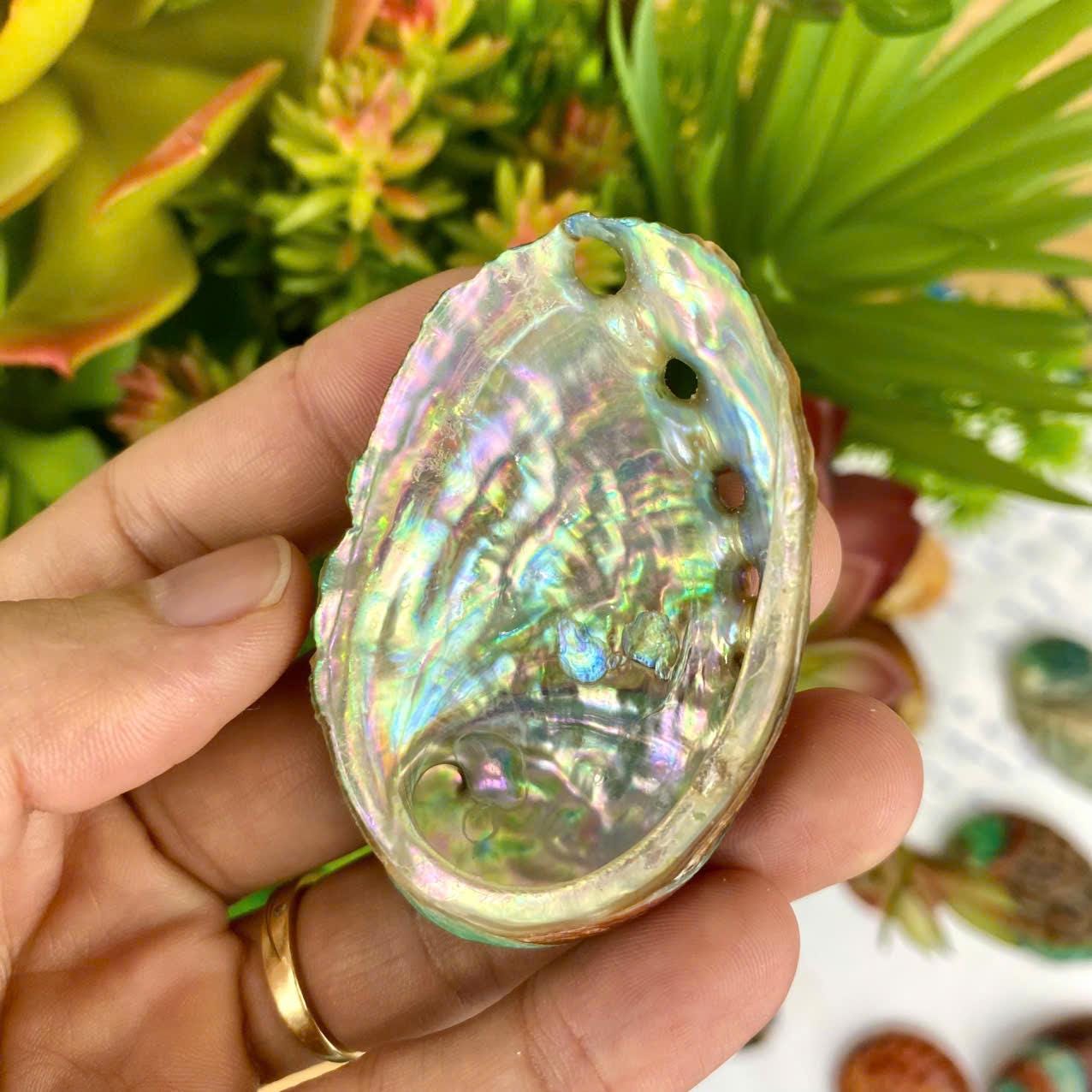 Raibow Shell 2 Rainbow Abalone Shells (60mm): Coastal Wedding Decor - Etsy
