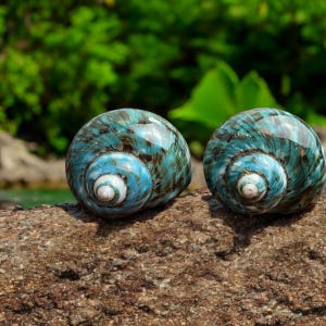 Set 2 of Polished Turbo shells  2'' Open Size, Hermit Crab Sea Shell, Large Shell collection, Natural Hermit Crab, Shell nautical decor