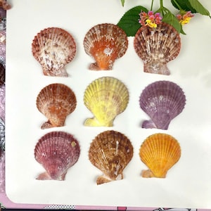 Colorful Pectin Scallop Shells (40-50mm): Beach Wedding Coastal Decor, Set of 10