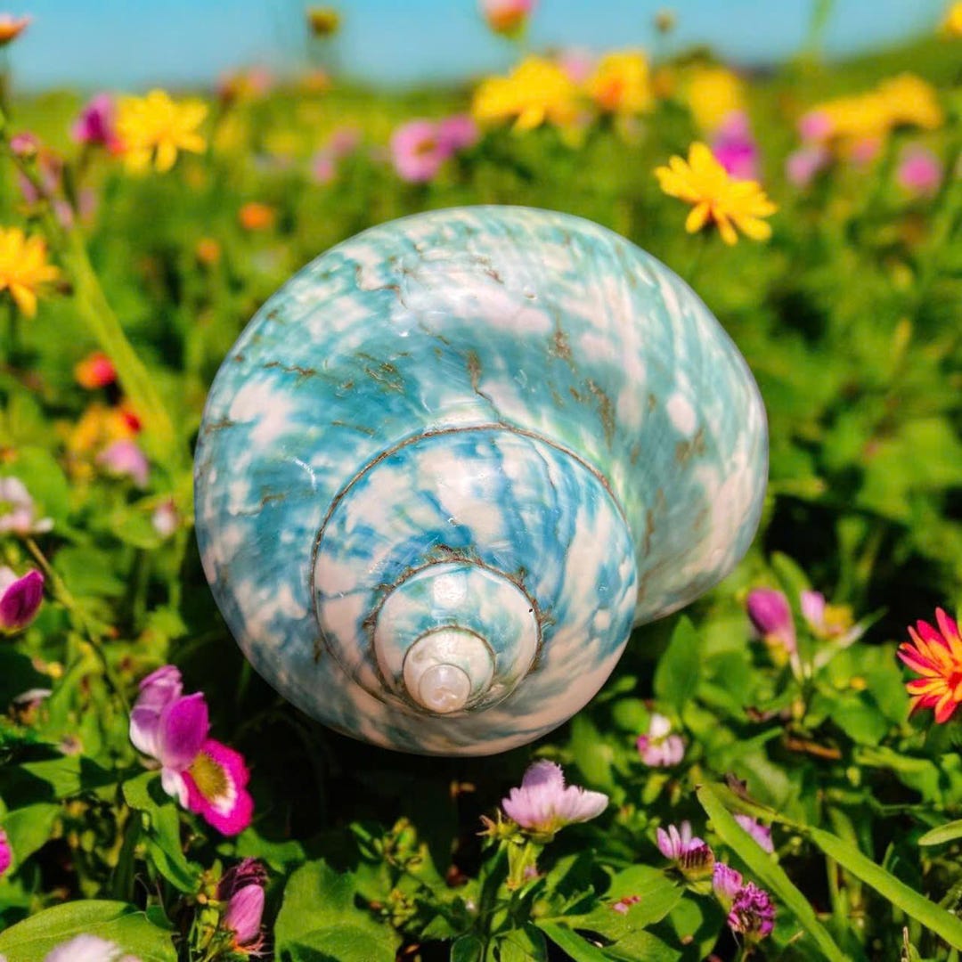 Polished Turbo Shell: Natural Seashell for Hermit Crab or Aquarium (6cm ...
