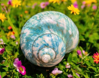 Polished Turbo Shell: Natural Seashell for Hermit Crab or Aquarium