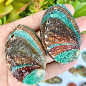2 conchas de abalone arco-íris 60 mm, cartões de lugar de abalone para casamento, decoração costeira, decoração de mesa, artesanato com conchas, decoração de praia costeira, concha arco-íris