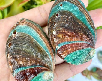 卸売（2-3インチ）35 - 150個のアワビの貝殻。貝殻工芸品沿岸ビーチ