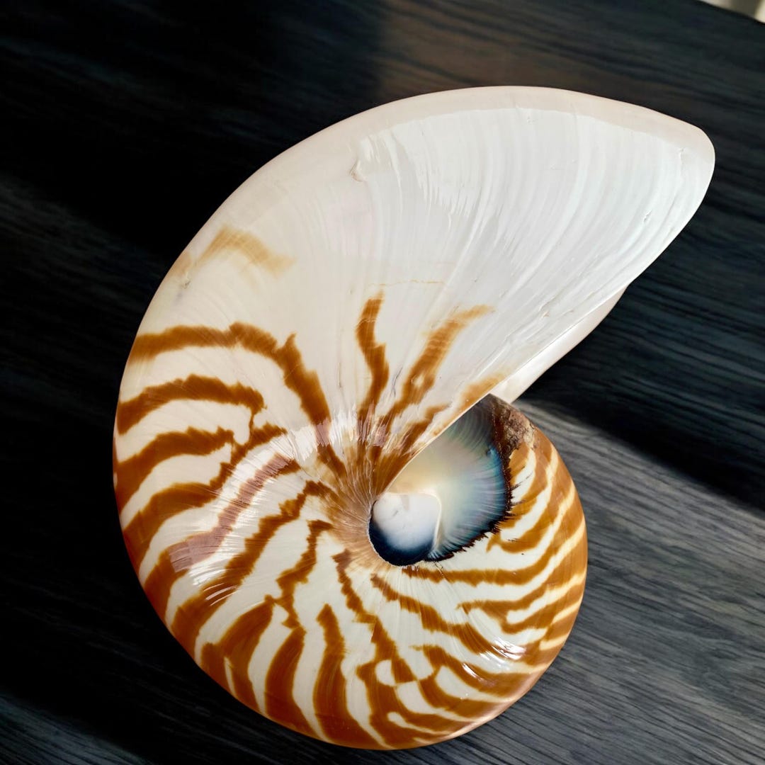 Large Nautilus Shell (6-7 Inches): Natural Spiral Seashell for Coastal ...