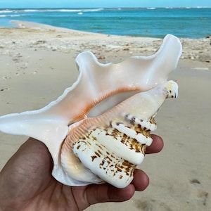 Grande conchiglia oceanica: decorazione naturale per la spiaggia (15,7 cm)
