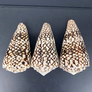 Large cone shell collection(125mm - 130mm - 135mm), Rare cone shell collection, Marble cone shell nautical decor