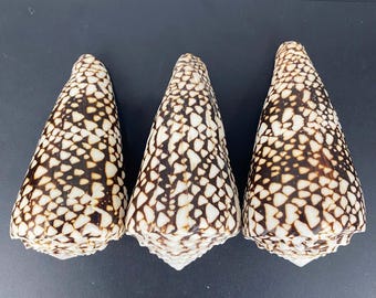 Rare Marble Cone Shell Collection: Nautical Decor (125mm-135mm)