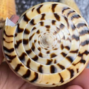 Tiger shell, Conus Betulinu shell, Conus Vitulinus Seashell, Yellow Cone shell, Specimen Shells, Seashell supply, Large cone shell