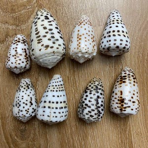 May include: Eight cone-shaped seashells with brown and white spotted patterns. The shells are arranged in two rows on a wooden surface.