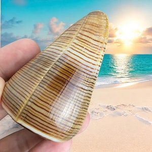 May include: A large, cone-shaped seashell with a brown and white striped pattern. The shell is smooth and glossy.