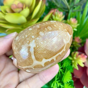 Collection de cauris de tortue à motifs rares (3 pouces), collection de cauris de carte Geographica, décor de plage de coquillages cauris jaune naturel