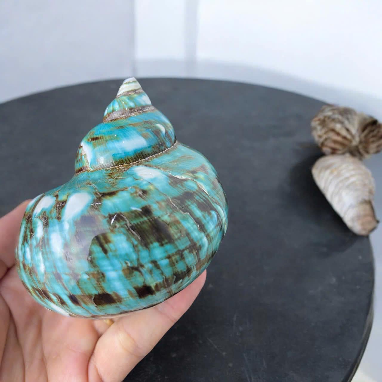 Hum Shell Polished Turbo Shell: 2'' Hermit Crab Sea Shell, Beach Decor - Etsy
