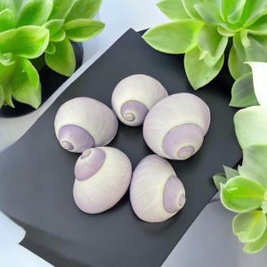 5pcs Purple Seashell Beach Wedding decor, Purple shell decor, Coastal home decor, Shell specimen, Shell supply, Nautical decor