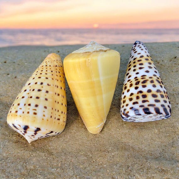 Cone Seashell Collection: Set of 3 Conus Shells (2-2.5'') - Etsy Cone Seashell Collection: Set of 3 Conus Shells (2-2.5'') - Etsy