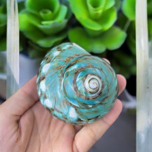 Polished Turbo shell  2'' Open Size, Hermit Crab Sea Shell, Large Shell, Natural Hermit Crab, Sea Shell Specimen, Beach Home Decoration