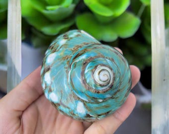 Polished Turbo Shell: 2'' Hermit Crab Sea Shell, Beach Decor
