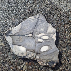 May include: A fractured, irregularly shaped rock with a pattern of gray and white swirls and spots. The rock has a rough, textured surface and is lying on a bed of small, wet pebbles.