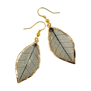 Rubber Tree Leaf Earrings with Gold French Hooks - Gift Boxed
