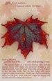 Real Sugar Maple Leaf Dipped In Iridescent Copper Pins - Bar Pins - Brooches - Real Dipped Leaves - Carded 