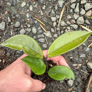 May include: A close-up of a green houseplant with heart-shaped leaves. The plant is being held in a hand, and the soil is visible around the base of the plant.