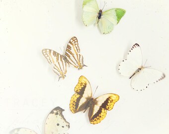 Photograph of Butterflies, Nature Photography, Butterfly Wall Art - yellow green white brown, Spring Decor, Neutral Modern Art, Minimalist