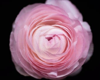 Pink Ranunculus, Flower Photography, Botanical Prints, Floral Art - Nature Photograph, Nursery Decor, Garden Art, Blush Pink, Feminine Home