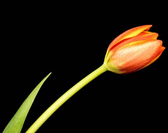 Orange Tulip, Nature Print, Botanical Wall Art, Flower Photography, Floral Photograph, nursery decor, feminine home, Spring Color, Romantic