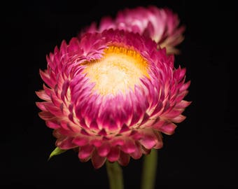 Flower Print, Nature Photography, Bright Pink, Yellow Wall Decor - Print for Walls, Strawflower Photograph, Floral Artwork, Photo of Flowers