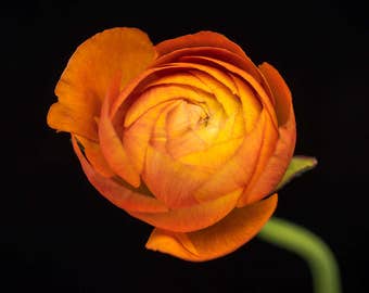 Orange Ranunculus, Flower Photograph, Floral Wall Art, Nature Art - Photography Print, Minimalist Decor, Prints for Walls, Botanical Artwork