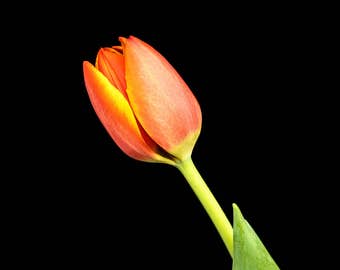 Orange Tulip, Nature Print, Botanical Wall Art, Flower Photography, Floral Photograph, nursery decor, feminine home, Spring Color, Romantic