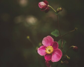 Purple Anemone, Wall Art Print, Botanical Decor, Flower Photography, Nature Photograph, Charcoal Gray, Dark Green, Pale Yellow, Floral Print