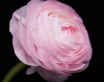 Pink Ranunculus, Flower Photography, Botanical Prints, Floral Art - Nature Photograph, Nursery Decor, Garden Art, Blush Pink, Feminine Home