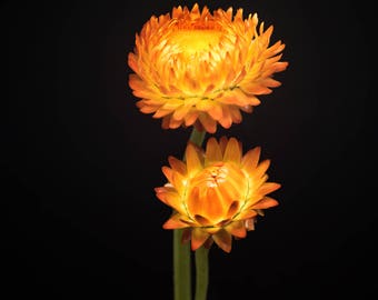 Orange Flowers, Nature Photography, Flower Photograph, Wall Decor - Orange Strawflower, Art Print, Pale Yellow, Botanical Home, Feminine Art