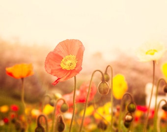 Nature Photography, Poppy Flowers, Wall Art Print