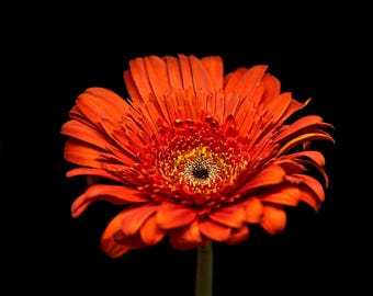 Red Daisy Photograph, Floral Wall Art Print, Photography for Walls - Flower Prints, Dark Red Flowers, Gerbera Daisy, Nature Artwork for Wall