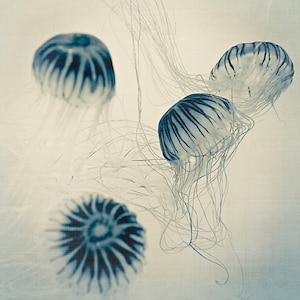 Blue Jellyfish Print, Indigo Nature Photography, Ocean Art Print -blue jellyfish decor, jellyfish photograph, ocean wall