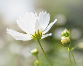 nature prints | floral print | white wall art | nursery home decor | cosmos flower | botanical photography | nature photograph | girls room