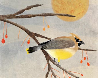 Illustration of a Winter Waxwing in a Berry Covered Branch - Original Bird Wall Art