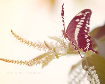 Spring Wall Decor - butterfly photography, nature print - art print, nature wall art, creme, romantic, color photograph, flower print