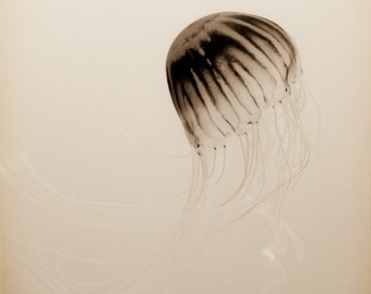 Jellyfish Photograph, Nautical Wall Art Decor
