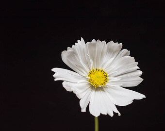 White Cosmos Flower, Botanical Home Decor, Nature Wall Art Prints - Floral Photograph, Nature Photography, Black and White, Pale Yellow Art