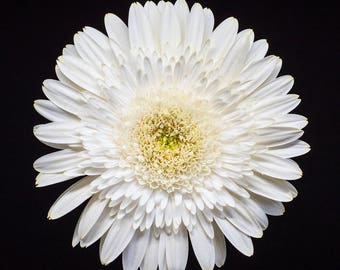 White Gerbera Daisy, Flower Photography, Nature Prints, Wall Art - pale yellow, minimalist decor, Botanical Photo, Floral Home, Feminine