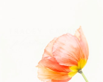 Pink Poppy Photograph - Nature Print - Botanical Wall Art - Flower Photography - Girls Room - Nursery - Blush Pink - Red - Orange - Yellow