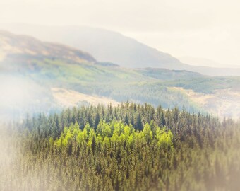 Photograph of Pine Trees in the Highlands of Scotland, Travel and Landscape Photography