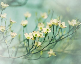 Dogwood Flower Photograph, Nature Photography, Floral Art for the Home