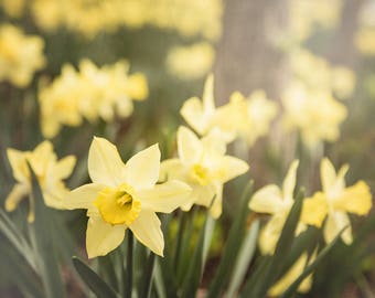 Daffodil Photograph, Floral Print, Flower Photography, Nature Art - pale yellow, pastel colors, garden art, Spring Decor, Nursery Wall Art