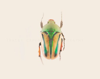 Bug Art, Nature Photograph, orange, green, nature decor, wall art print, emerald, minimalist, boys room decor, playroom, color photograph