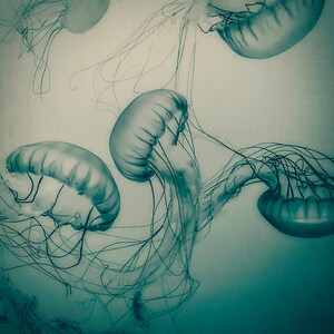 Jellyfish Art Print - sea creature wall art, deep teal nature art - Jellyfish photography, natural curiosities, nautical art